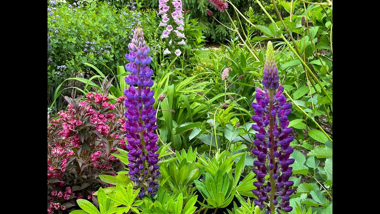 Deer 🦌 Resistant NOT Deer Proof! - Shrubs and Perennials 🌳