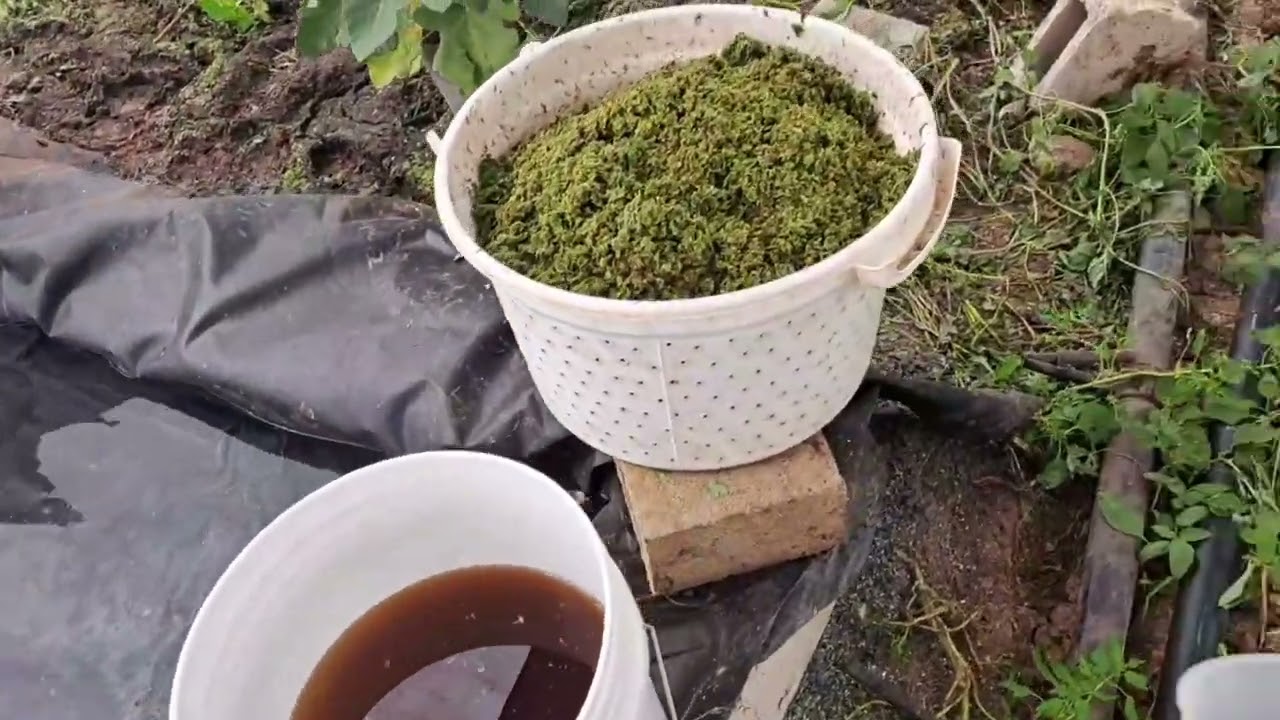 زراعة حوض جديد باستخدام منقوع الزبل البلدي و بعض المعلومات المهمة للمبتدئين. #أزولا_فلسطين