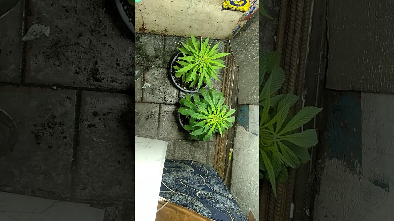 Авто-цвет Super skunk