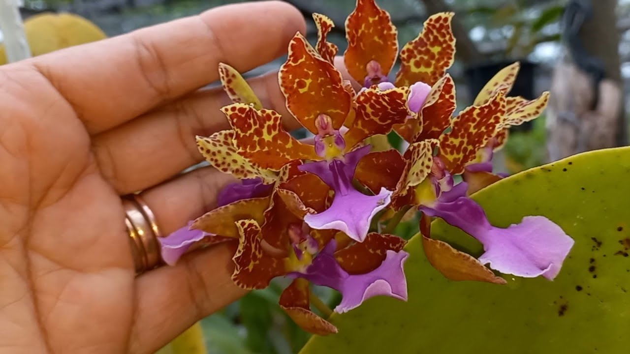 Cultivo de Orquídea em Cachepô / Oncidium lanceanum