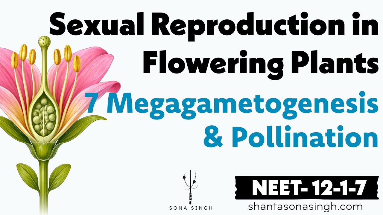 Megagametogenesis Pollination| Sexual Reproduction in Flowering Plants 7 | NCERT Mapped NEET Biology