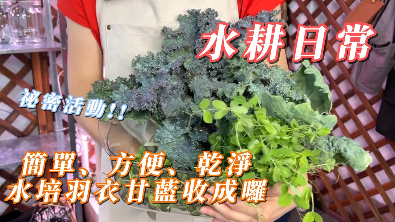 水耕日常 簡單、方便、乾淨的水培羽衣甘藍收成囉