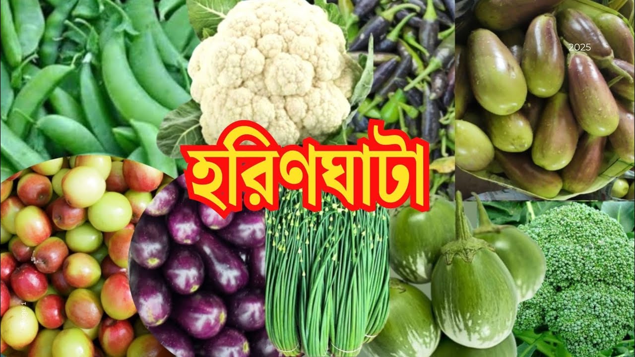 হরিণঘাটা হাটে সবজির দাম কেমন | Haringhata Vegetable Market | Wholesale Vegetable Market in Kolkata |