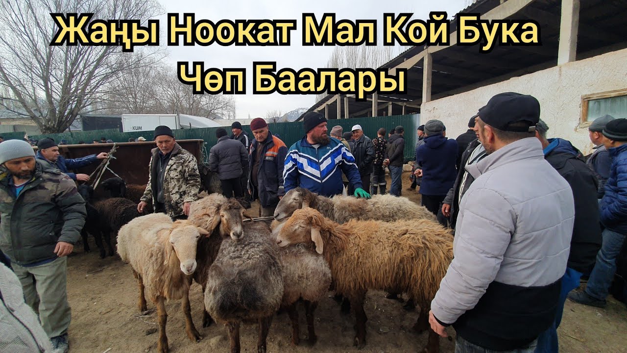 Жаңы Ноокат Мал Базары Укмуш Кызыды