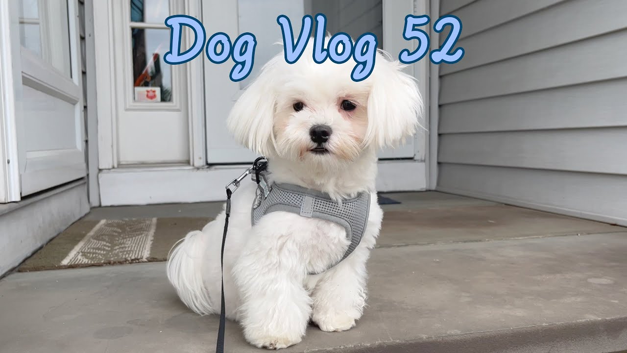 1 YEAR OLD MALTESE LEARNING TO CROSS THE ROAD 🐶 🚧 🐕