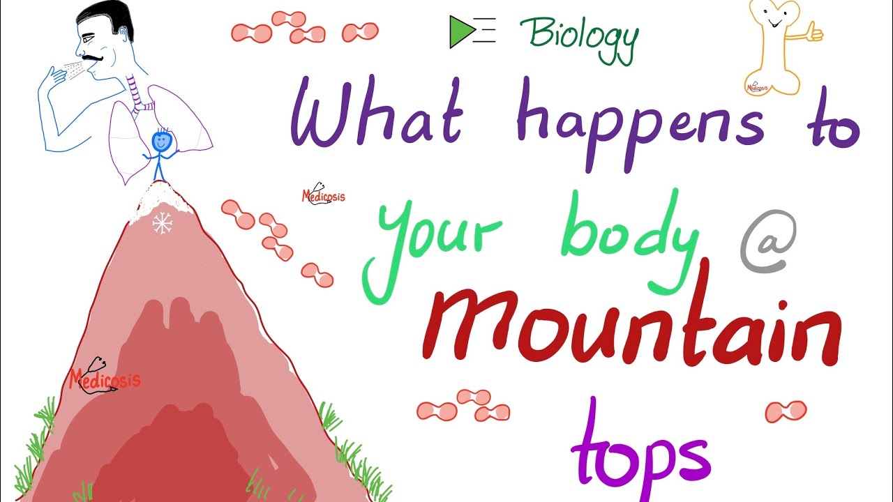 How your Body Changes at High Altitudes - Altitude Sickness - Oxygen-Dissociation Curve - Biology