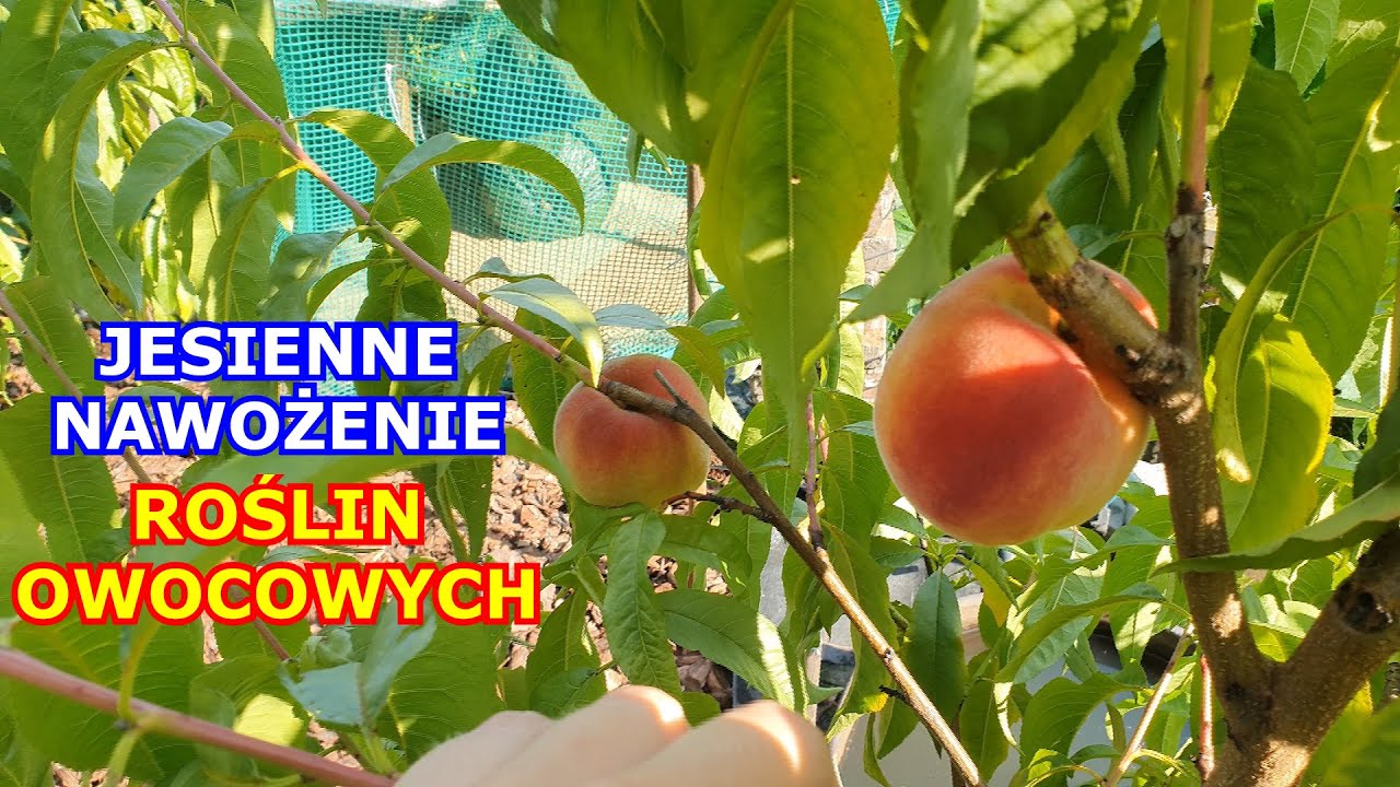 NIE NAWOŹ już TYMI NAWOZAMI | Jesienne Nawożenie Drzew i Krzewów Owocowych