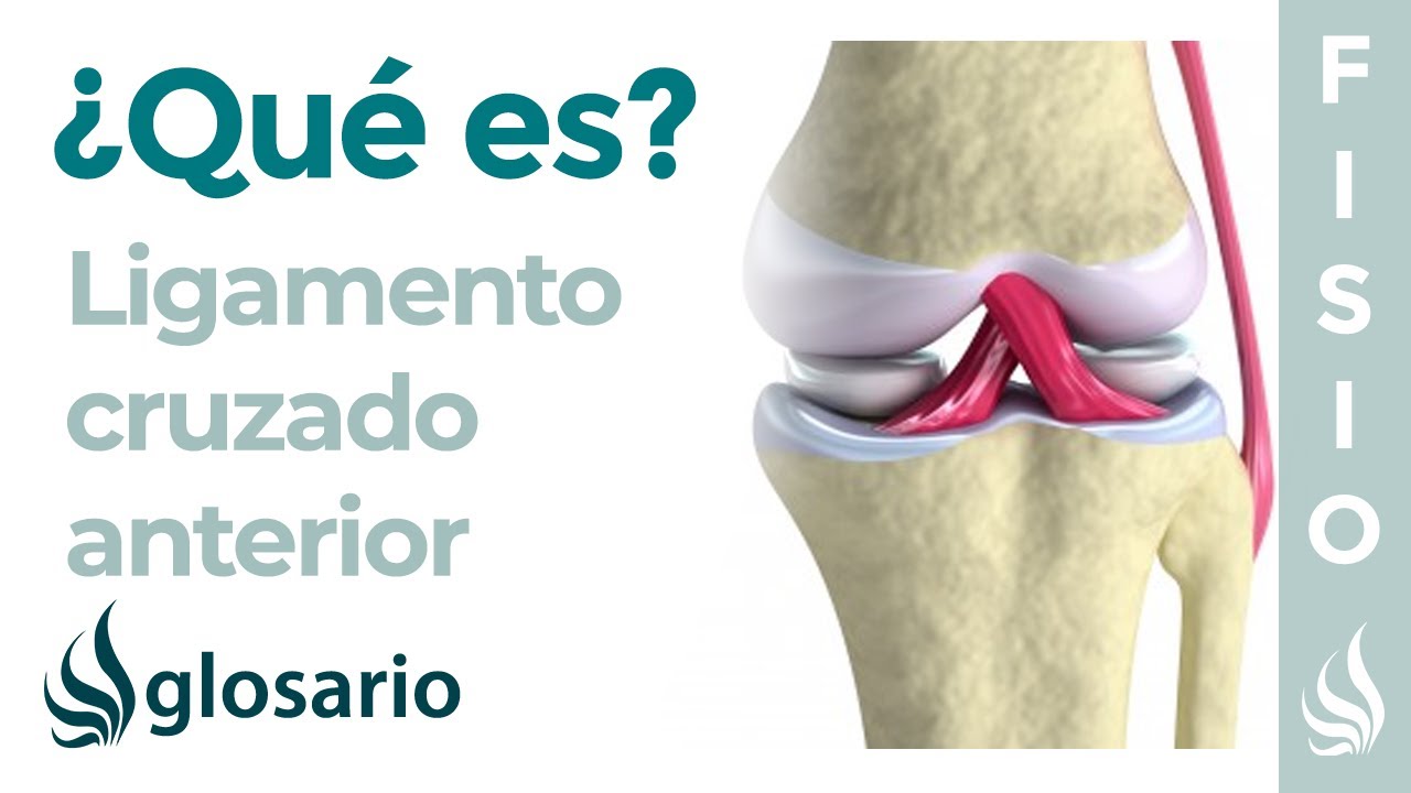 Ligamento CRUZADO ANTERIOR | Qué es, cómo identificarlo, origen,  inserción, función y lesiones