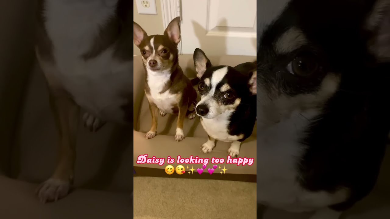 Chihuahuas response to new dog bed 💕🥰