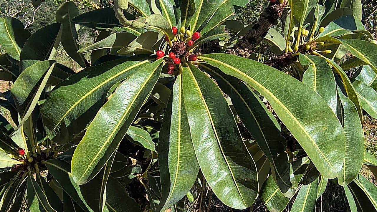 Nina na roça está ao vivo!