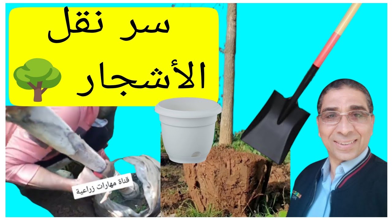 سر نجاح نقل الأشجار الكبيرة والصغيرة 🌳| بخطوات عبقرية سهلة