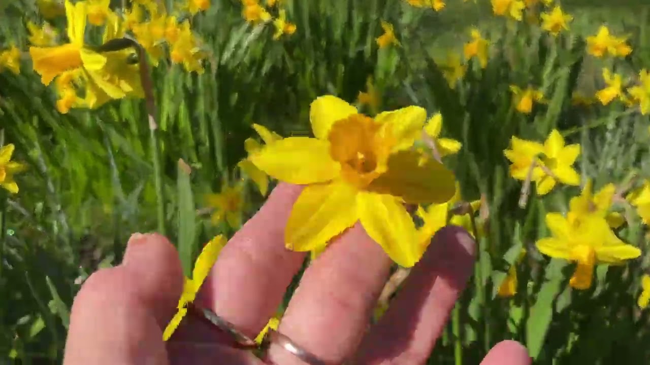 🌈PARIS Đón Mùa Xuân Mới Đến Vào Cuối Mùa Đông Trời Đẹp Nắng ..☘️🌻🌸