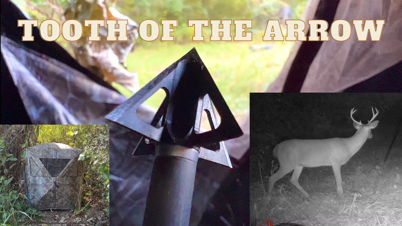 Bowhunting with the Black Hunter recurve, new Tooth of the Arrow broadheads.