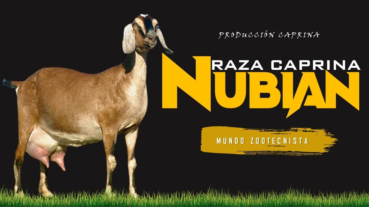 ✅ Raza Caprina NUBIAN 🐐