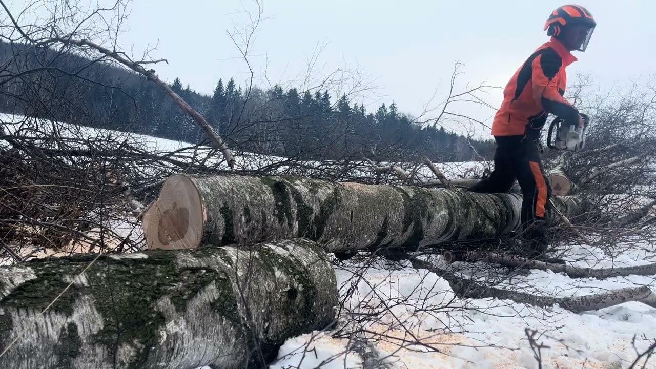 Wieder ein Tag im Forst. #forst #forstwirtschaft #stihl #masseyferguson 