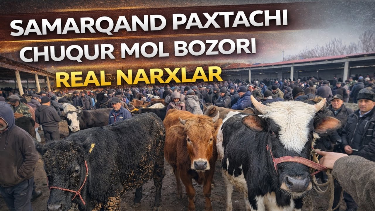 20 январ 🔥 SAMARQAND PAXTACHI CHUQUR MOL BOZORI NARXLARI 