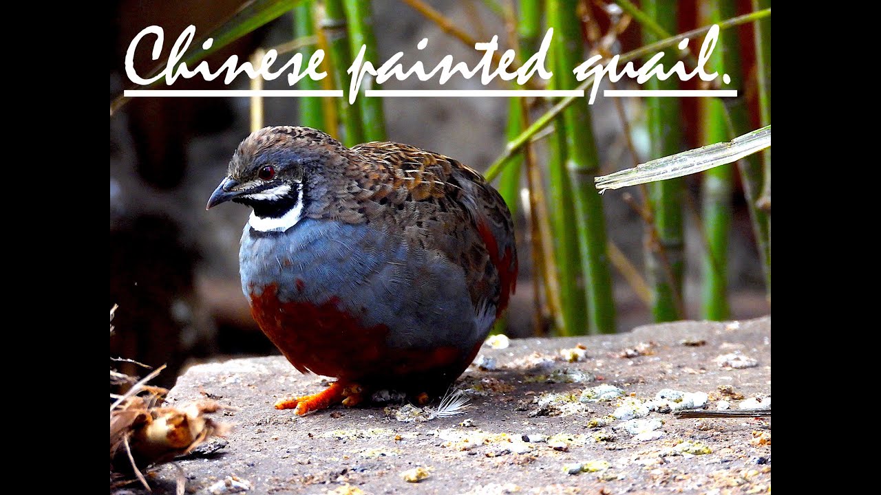 Chinese Painted Quail