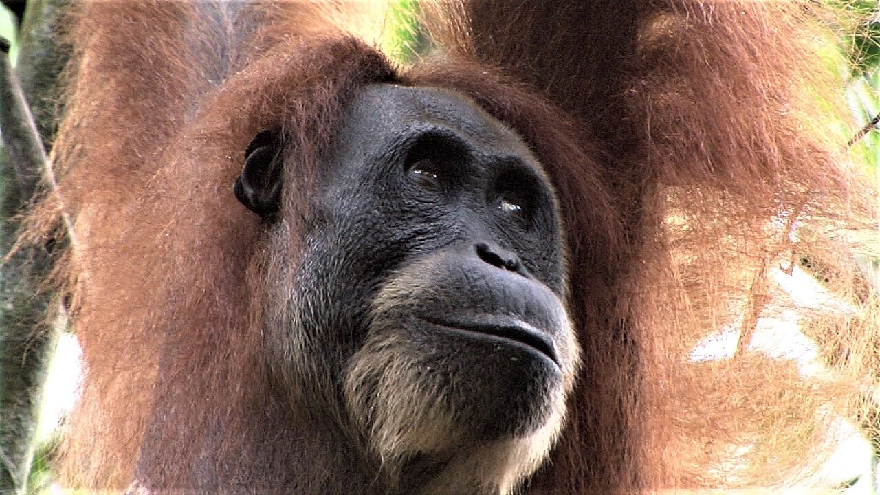 SUMATRA - REISEREPORT - 2015/16 - ORANG UTANS - LAND / LEUTE - ca. 108 Min. - OHNE KOMMENTAR  ! ...