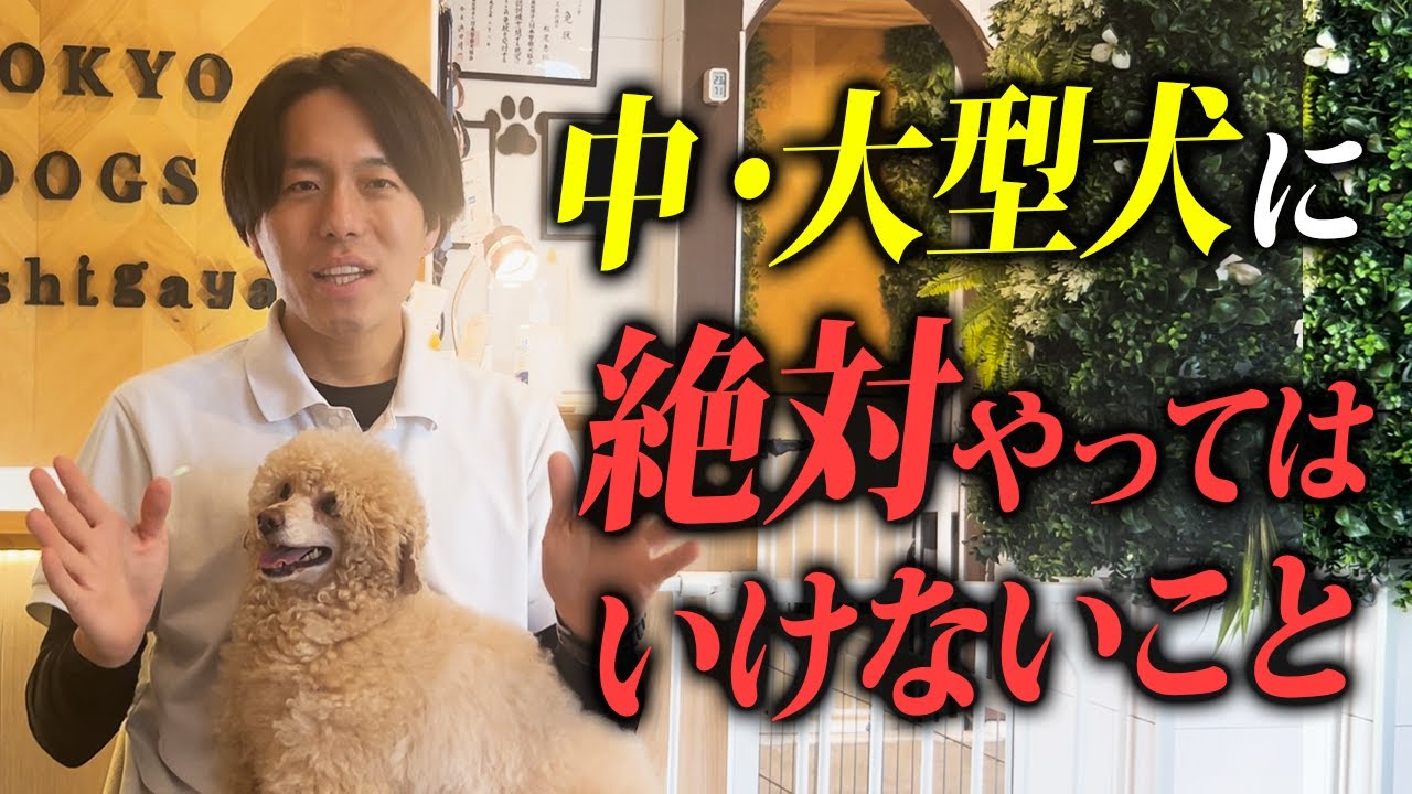 【しつけ】中大型犬に絶対にやってはいけないことTOP8をプロドッグトレーナーが解説します