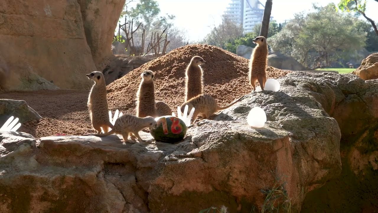 Tartas y sorpresas para animales en la fiesta de celebración del 18º cumpleaños de BIOPARC Valencia