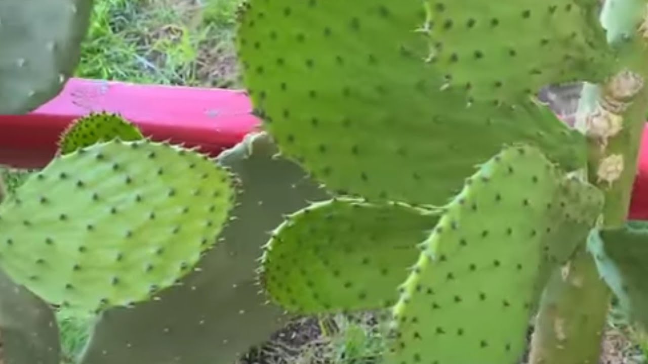 rápida producción de nopales con fertilizante organico desde la plantación y trucos
