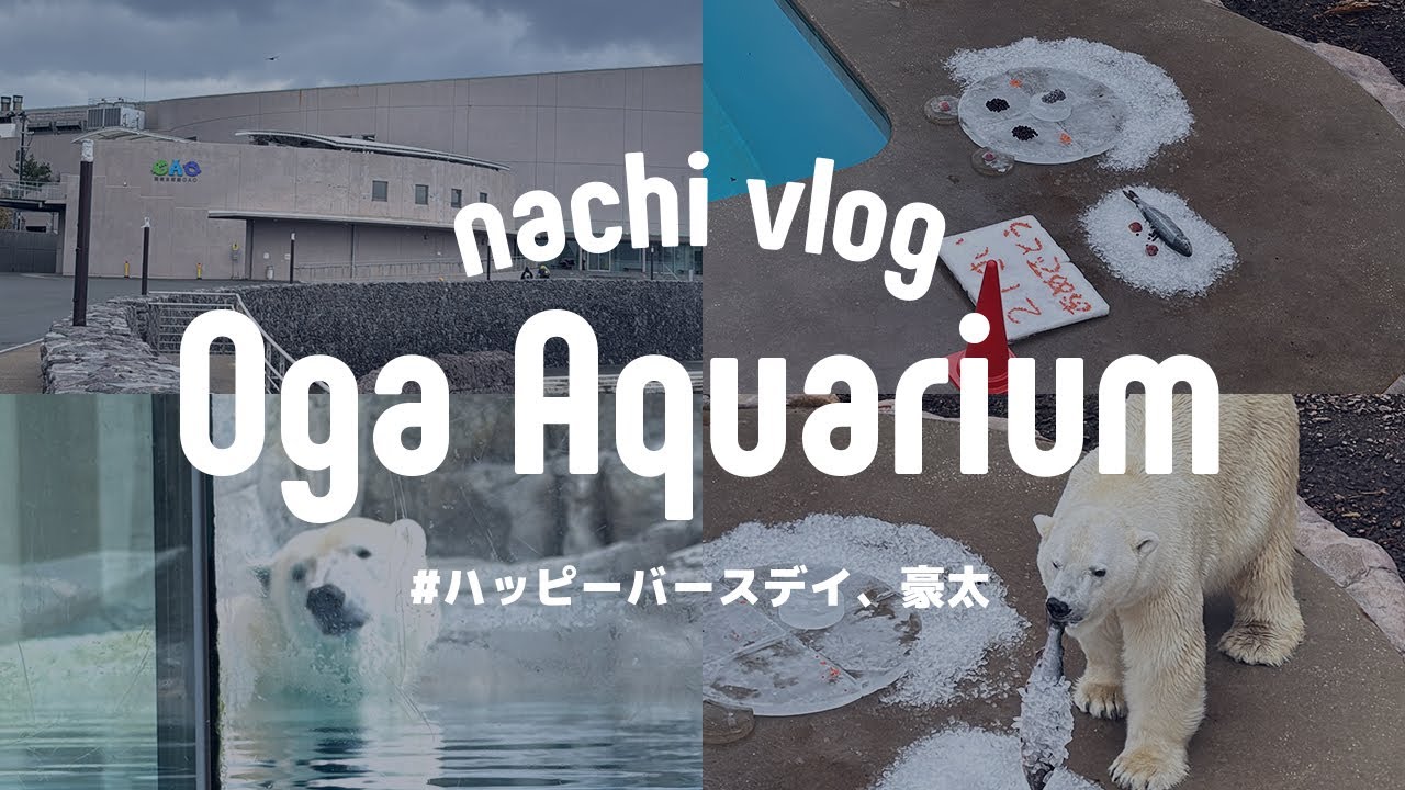 〈 11月イベント④ 〉ホッキョクグマの豪太、お誕生日イベント 〈 水族館巡り 〉