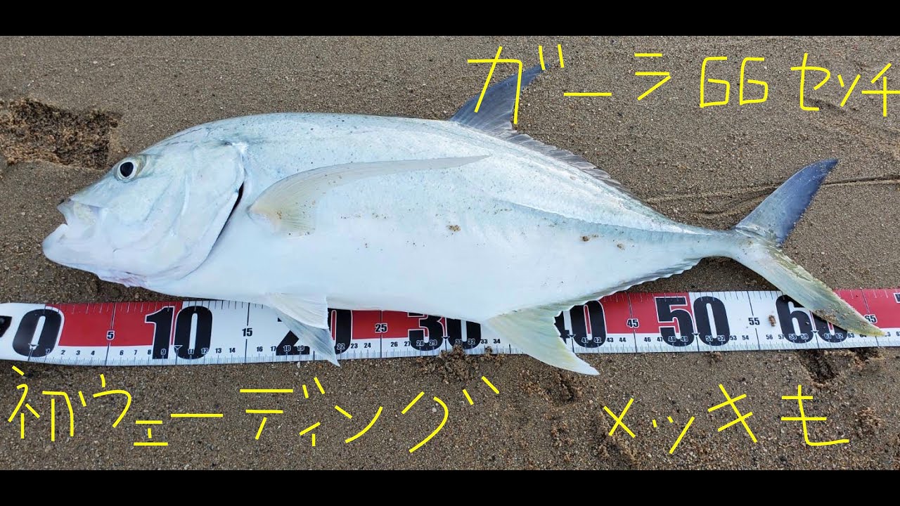 ガーラ66cm ステラ3000mhg ハートランドリベラリスト763ml レッドペッパーベイビー 沖縄ルアー釣り