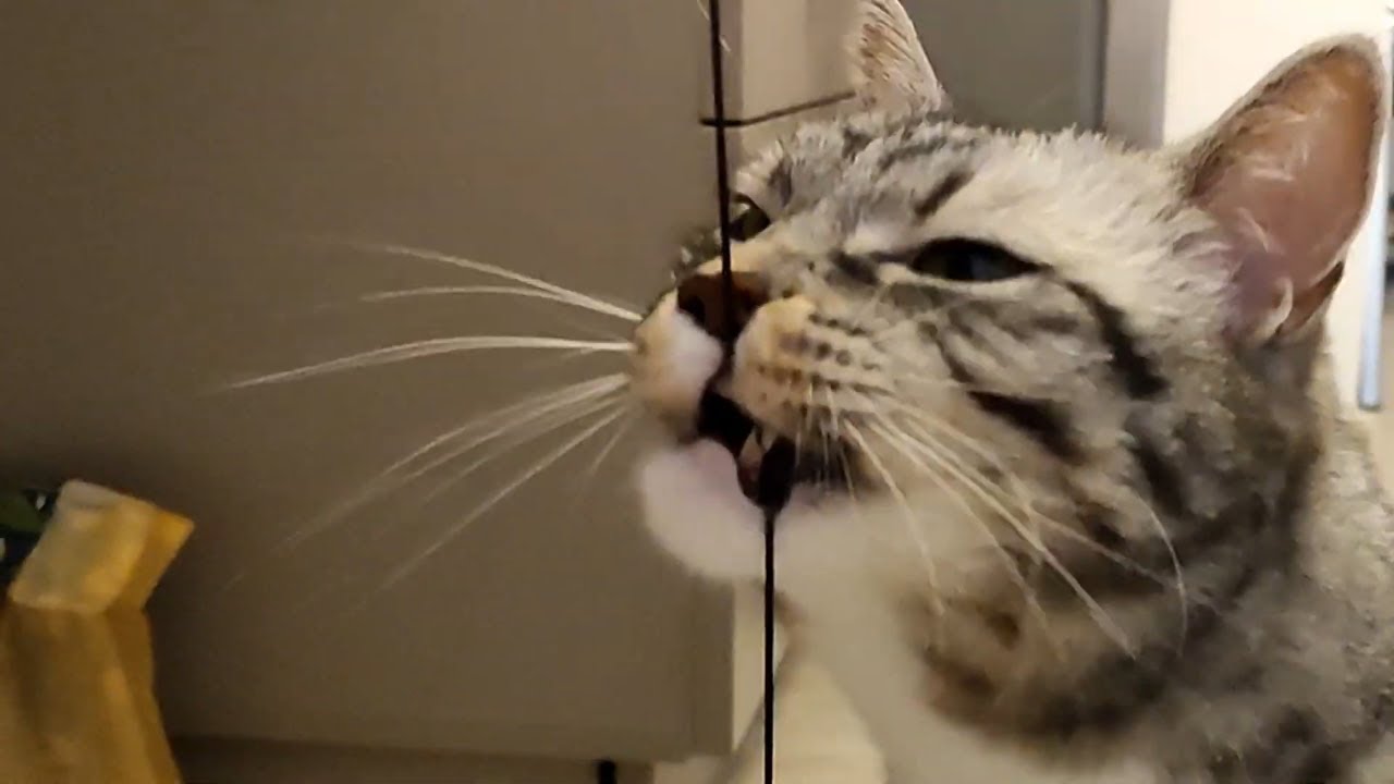 Siberia and Star Try Out New Toy