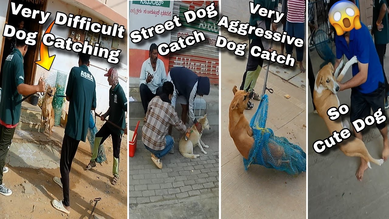 Street Dog Catching Tumkur City Vlogs । Abc Dog Catch #dog #animals #catch #pets