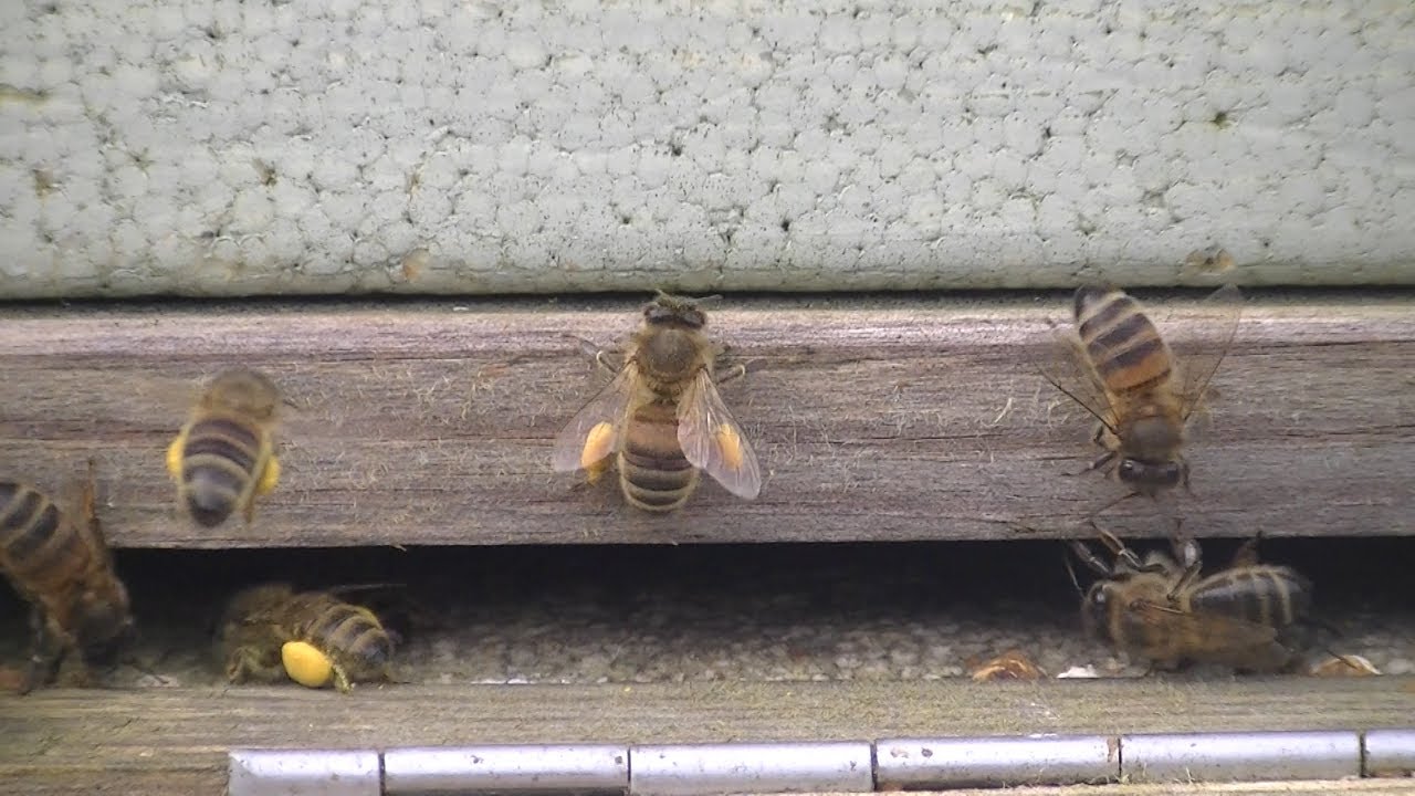 01. De Volksverhuizing. Beginnen met Imkeren, bijen volken verhuizen van Eelde naar Erica.