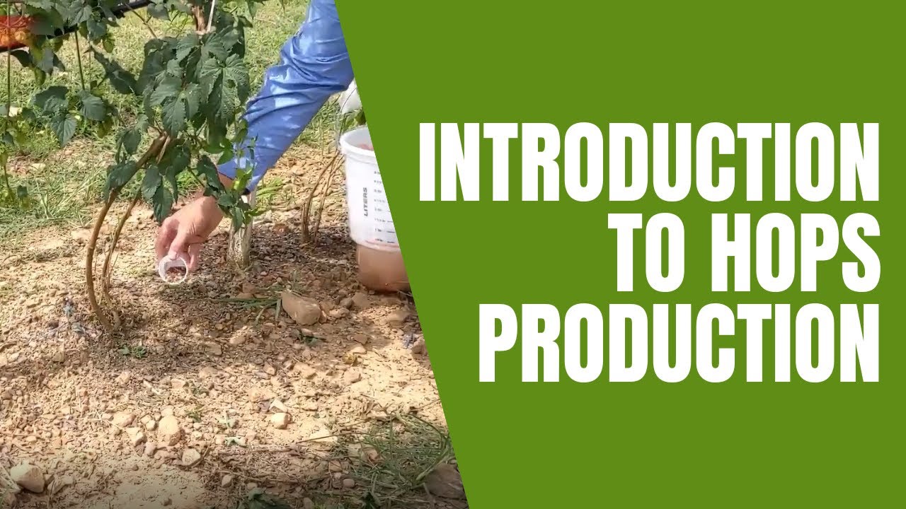 Introduction to Hops Production