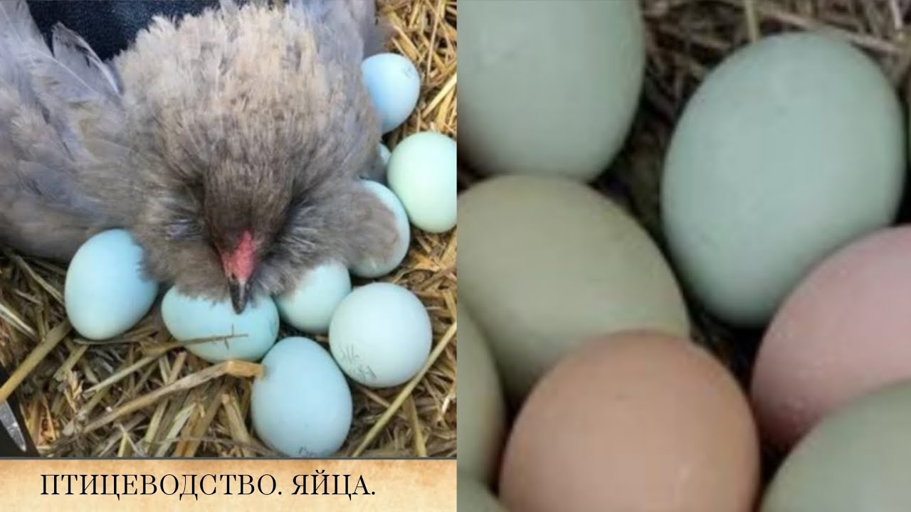 Здоровье.Зачем нужно кушать яйца? #похудение #омоложение #породы кур #птицеводство #кухня  
