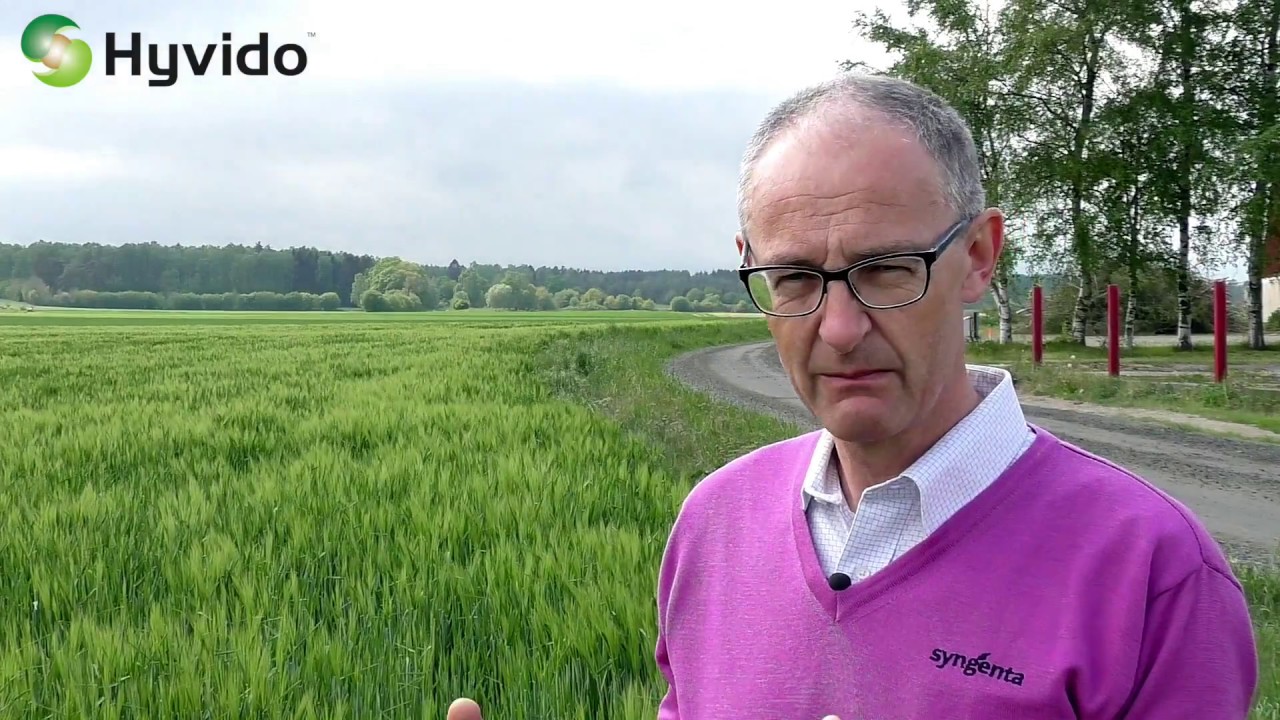 #RÖTTERNA - Så rätt med Hyvido, utsädesmängd och såtidpunkt