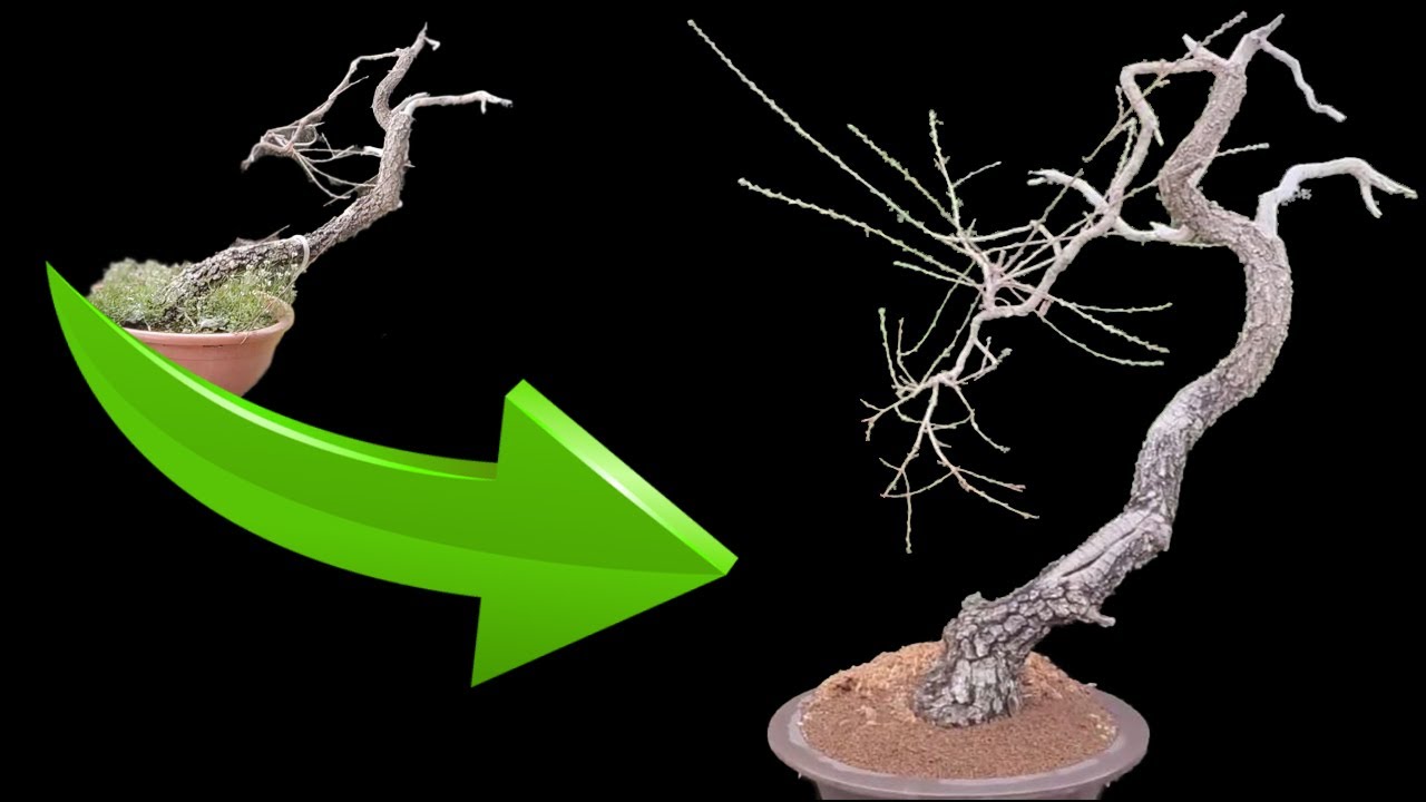 Trasplante 