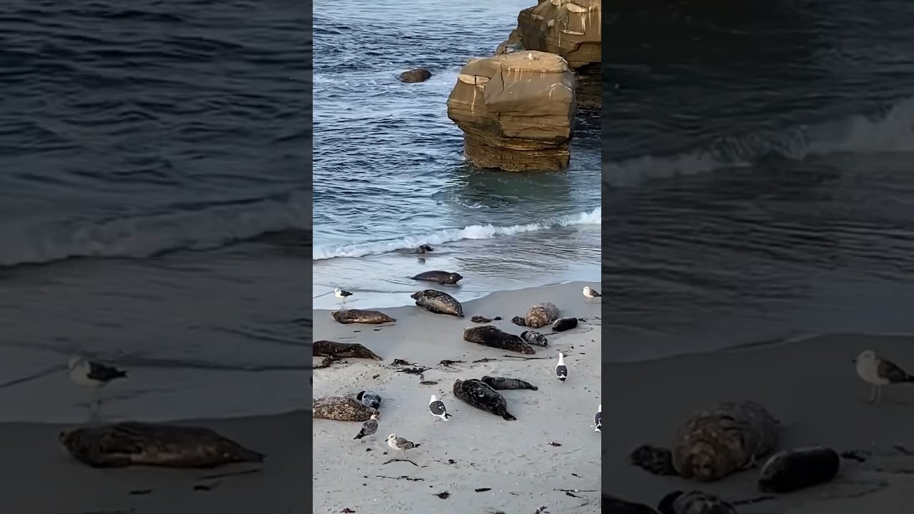 La Jolla Seals & Sea Lions #shorts