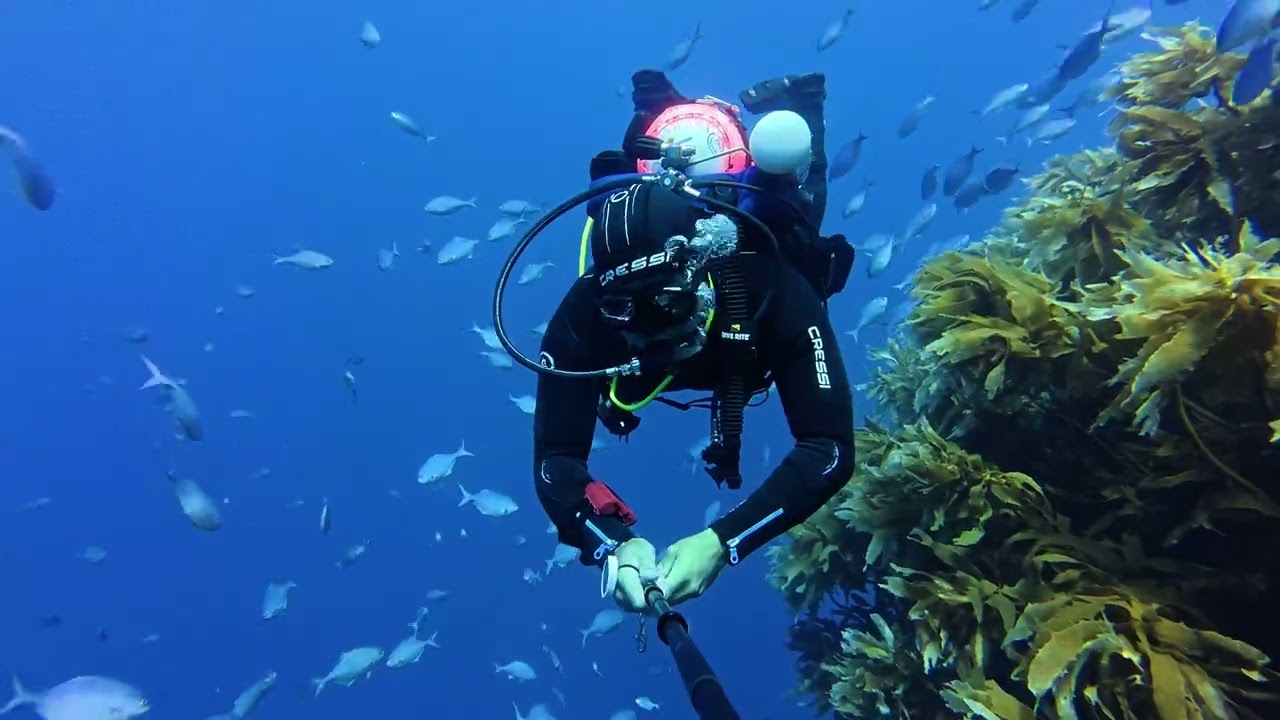 SCUBA diving in New Zealand. 