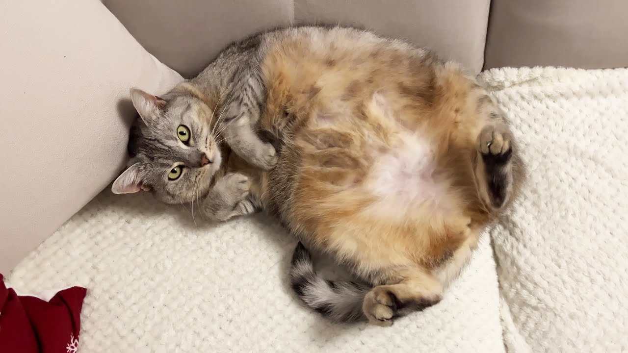 Is it a trap? Let's find out!