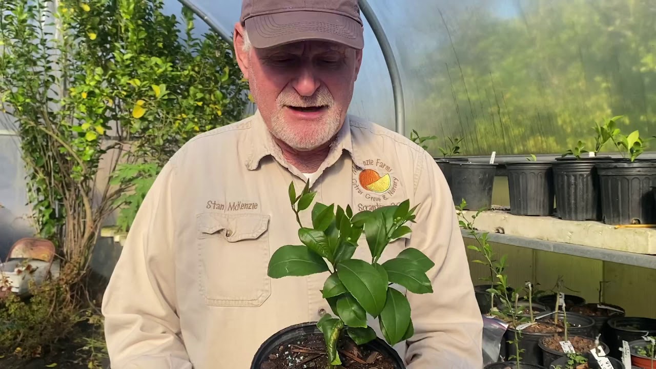 Growing Cold Hardy Citrus