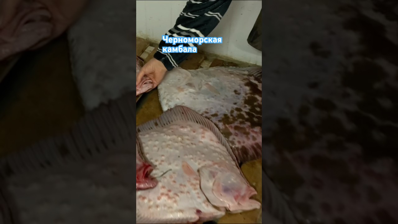 Крым Черноморское свежая камбала только с моря