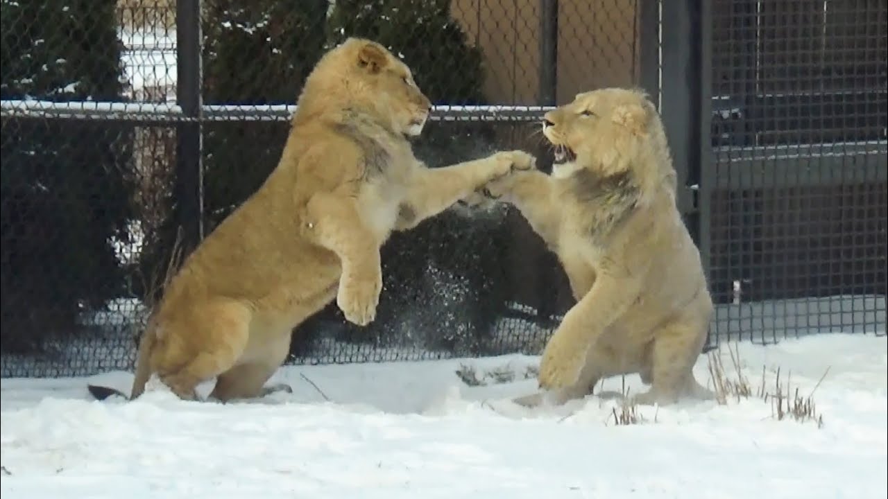 Lion Cubs playing in Snow - African Lion Pride - Lincoln Park Zoo Lion Cubs Chicago 1/18/24