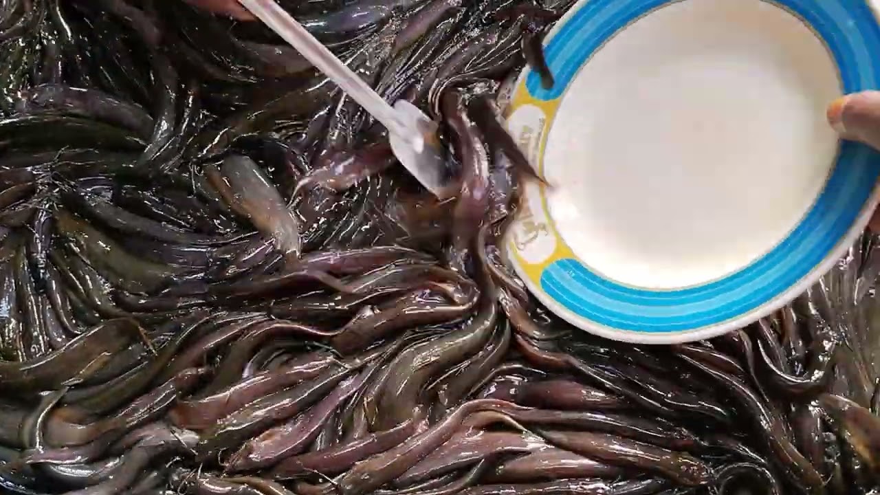 দেশি জিয়ল মাছ
