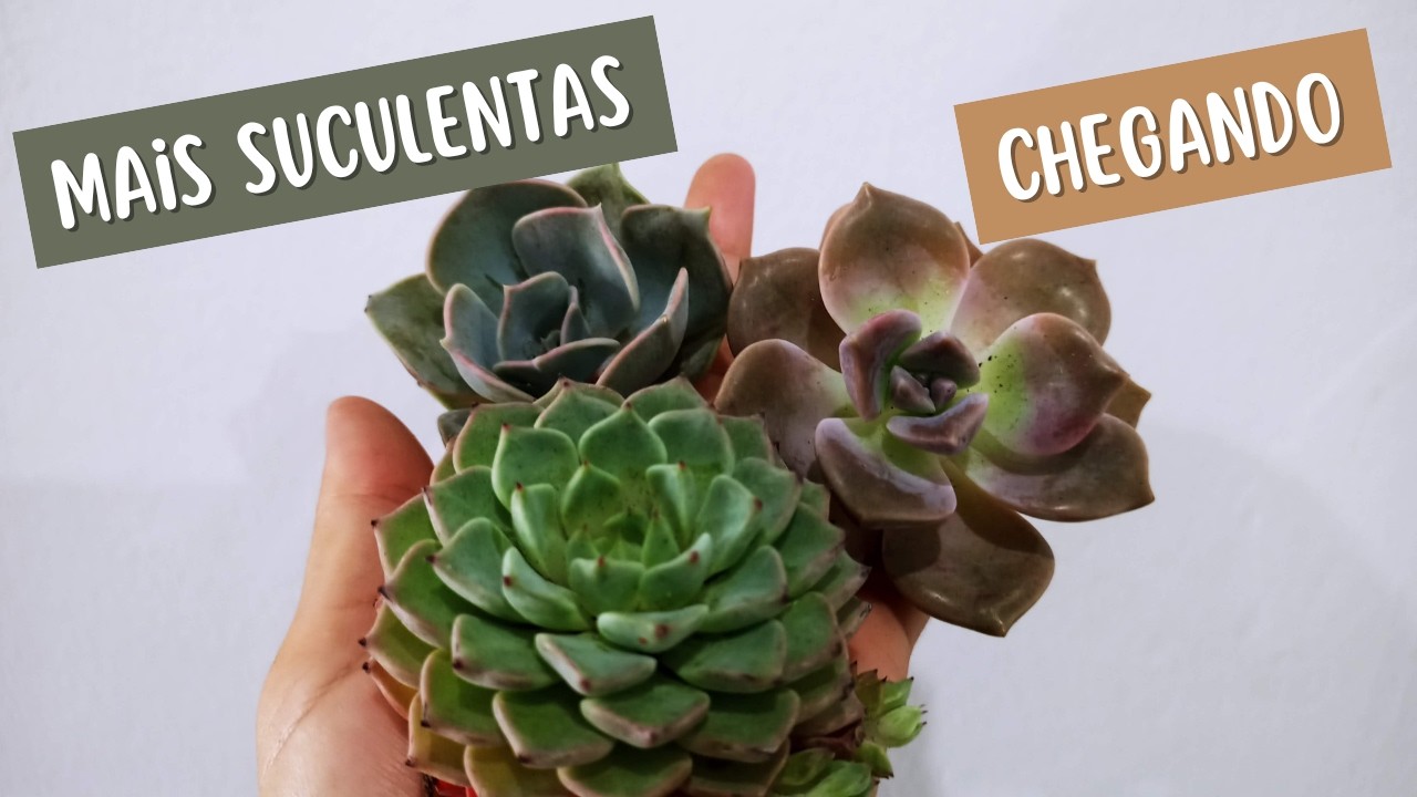 Caixinha da Felicidade #suculentas #gibifloras