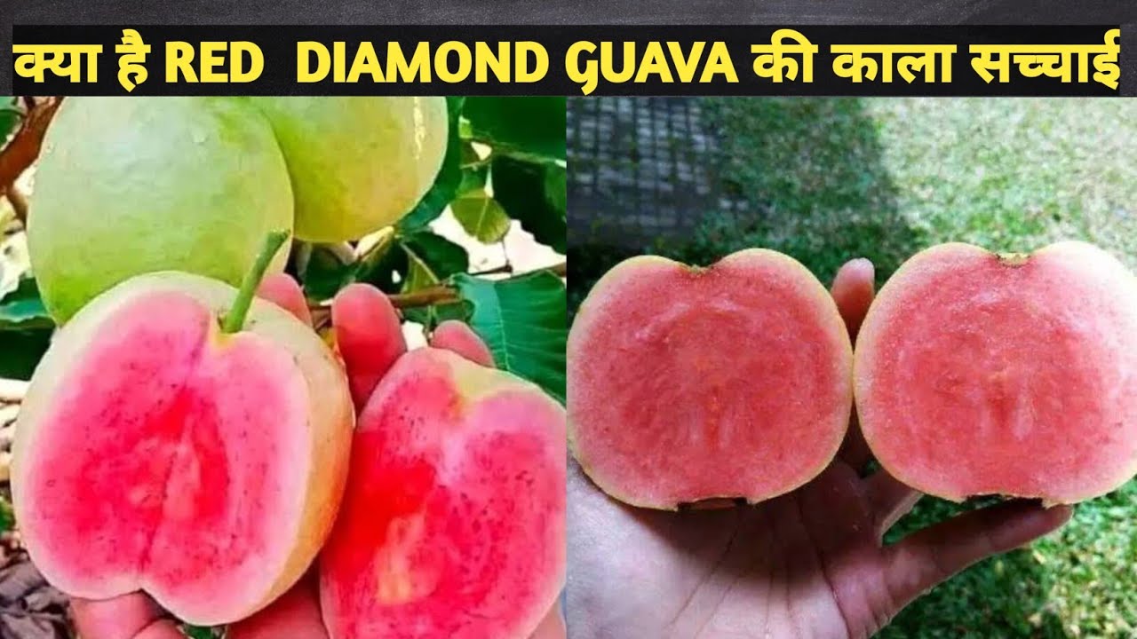 क्या है Red Diamond Guava कि असली सच्चाई इतना महंगा क्यो बेचा जा रहा है