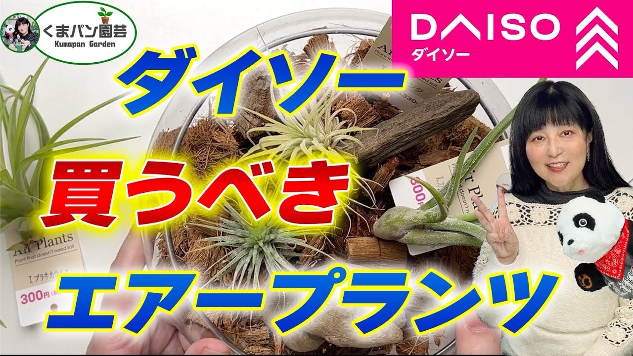 【ダイソー・百均】枯れない！育てやすいエアープランツ #チランジア #エアプランツ
