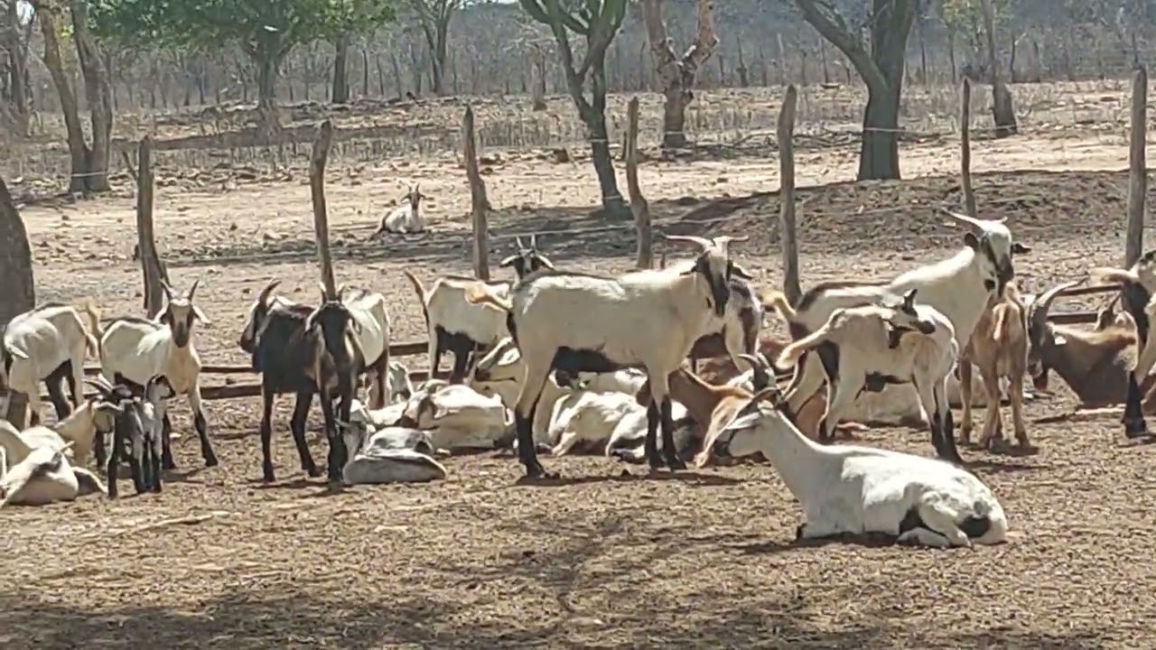 caprinos da Raça nativa de caprino moxotó