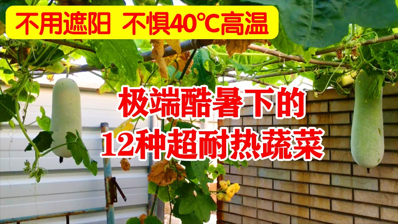 超级耐热的12种蔬菜，40℃以上的高温也不用遮阳，越热越长！