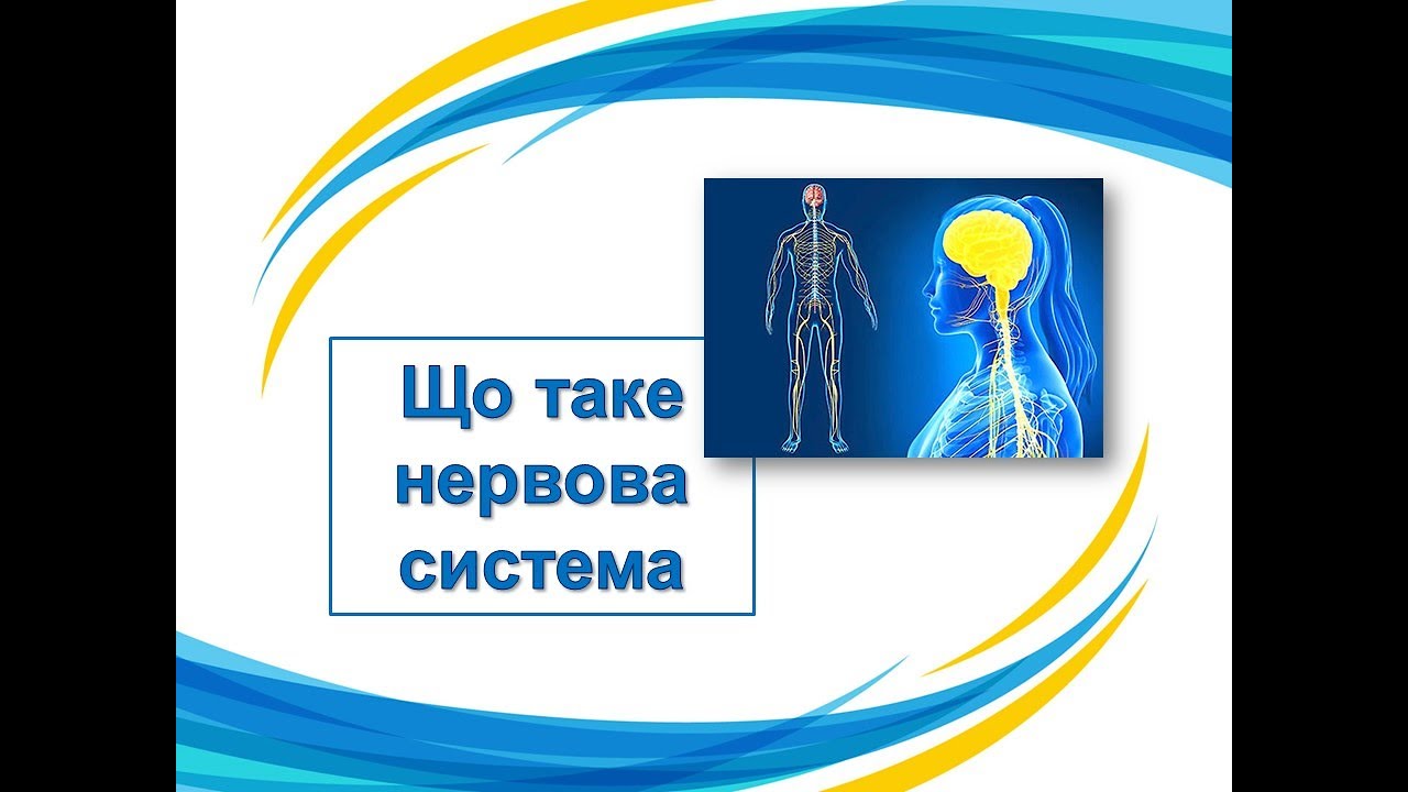 Що таке нервова система. 3 клас