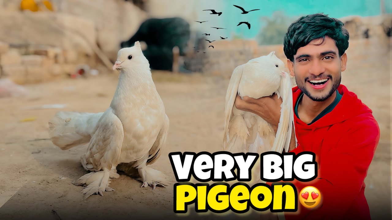 Very Big Pigeon 😨 | Phele Etna Bda Pigeon Ni Dekha Hoga 