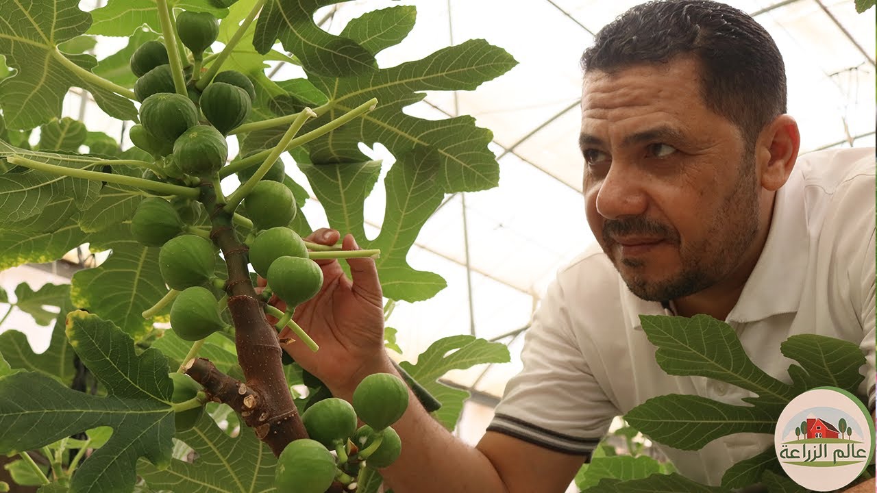 ثلاث خطوات لزيادة انتاج اشجار التين وتسريع نضج ثمار التين