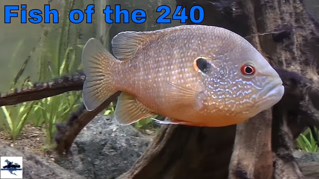Fish of the 240 gallon Native Aquarium